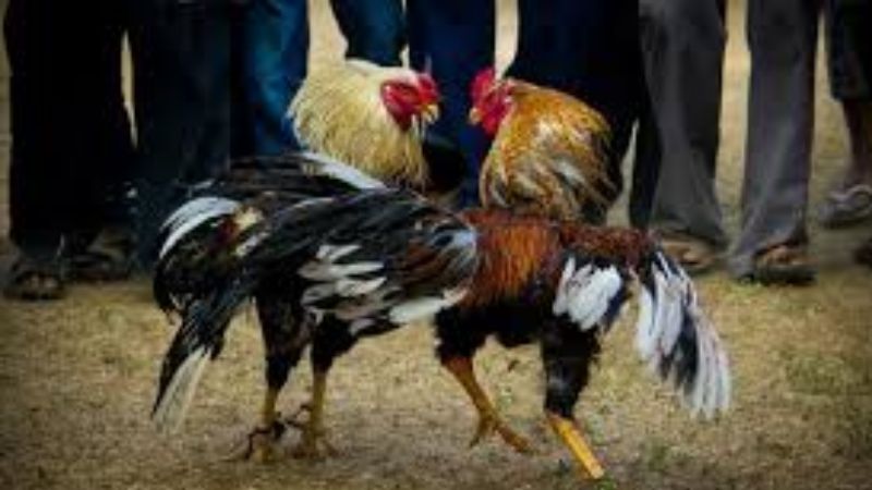 Cựa dao chính là một trong những hình thức thi đấu kịch tính nhất.